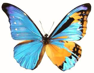 Morpho rhetenor cacica Gyndromorph (Internet Image property of respective owner, non-commercial use only)